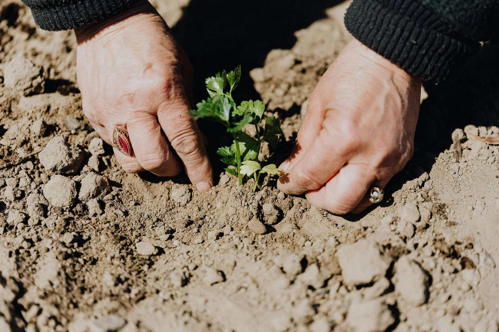 A gardener carefully planting a young seedling in fresh soil