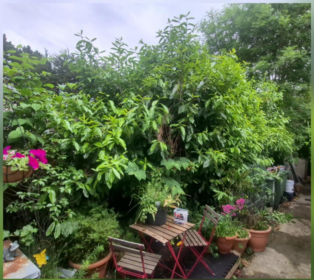 Overgrown Garden Cut-back before