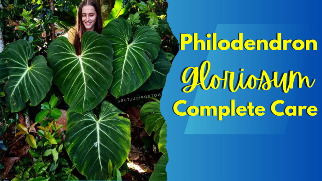 Philodendron gloriosum Feature Image