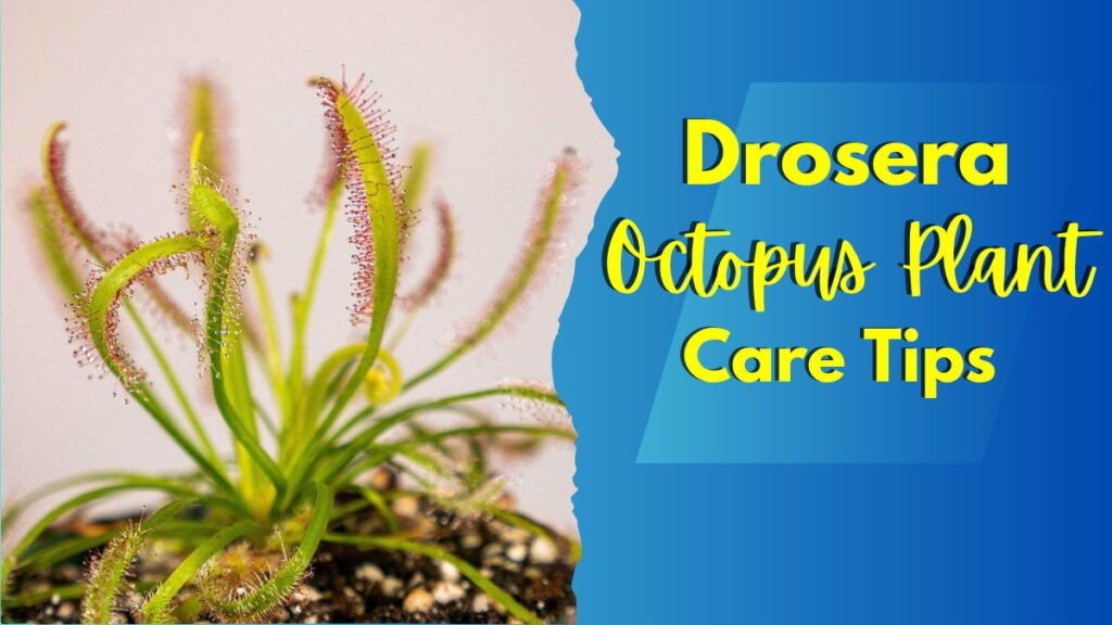 Feature Image Octopus Plant