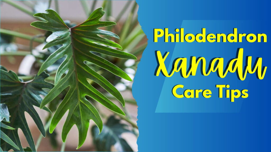 Philodendron Xanadu Feature Image