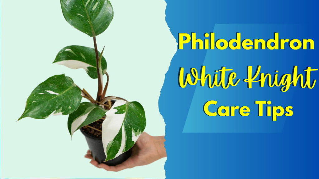 Feature Image ( Philodendron White Knight )