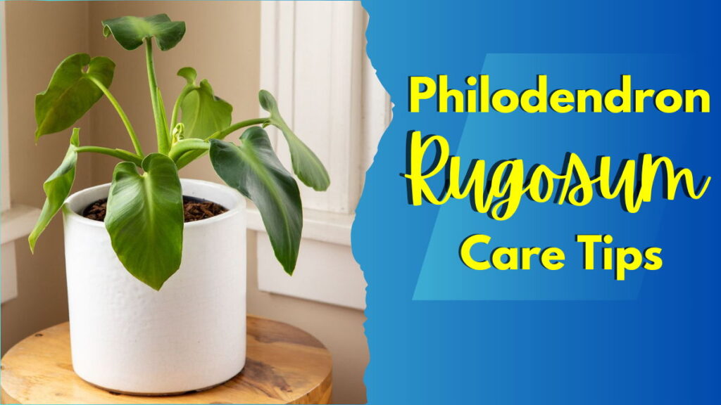 Philodendron Rugosum Feature Image