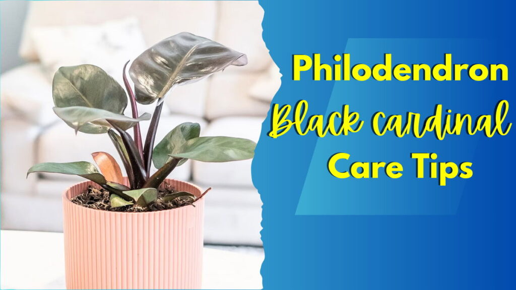 Black Cardinal Philodendron Feature Image