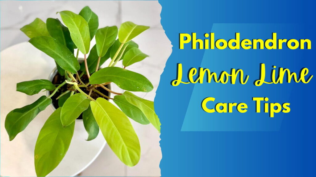 Lemon Lime Philodendron Feature Image