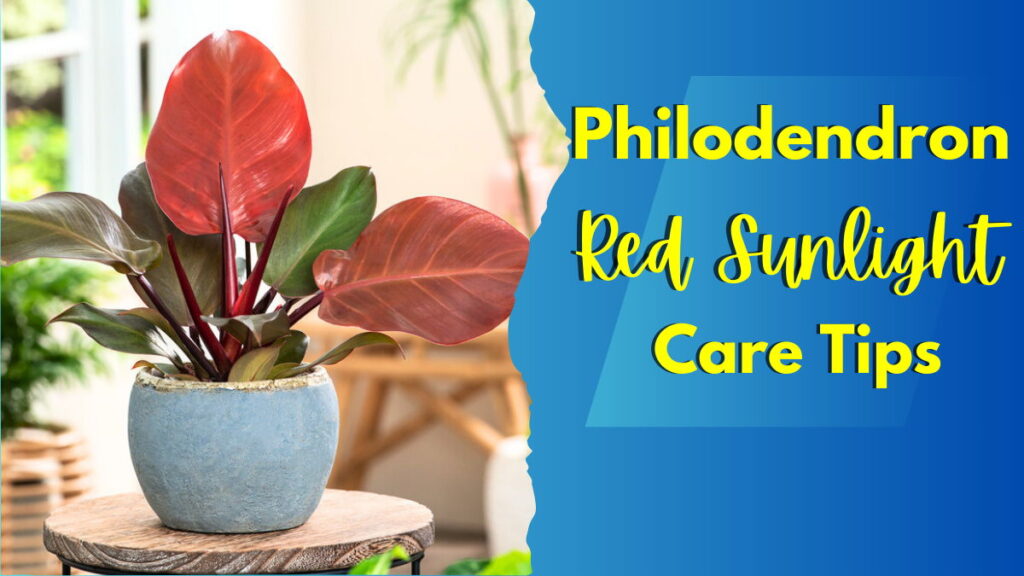 Feature Image ( Philodendron Red Sunlight )