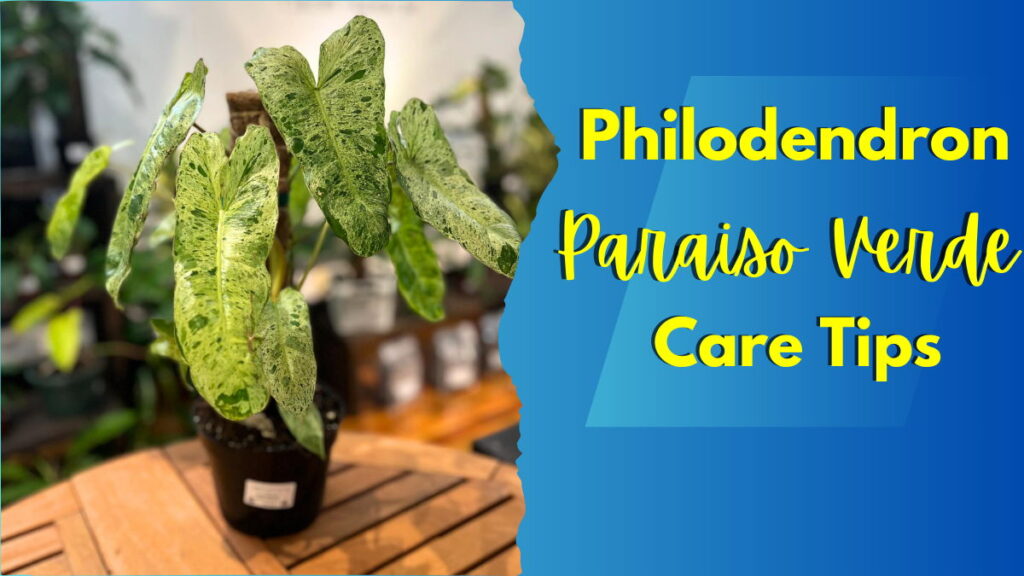 Philodendron Paraiso Verde Feature Image