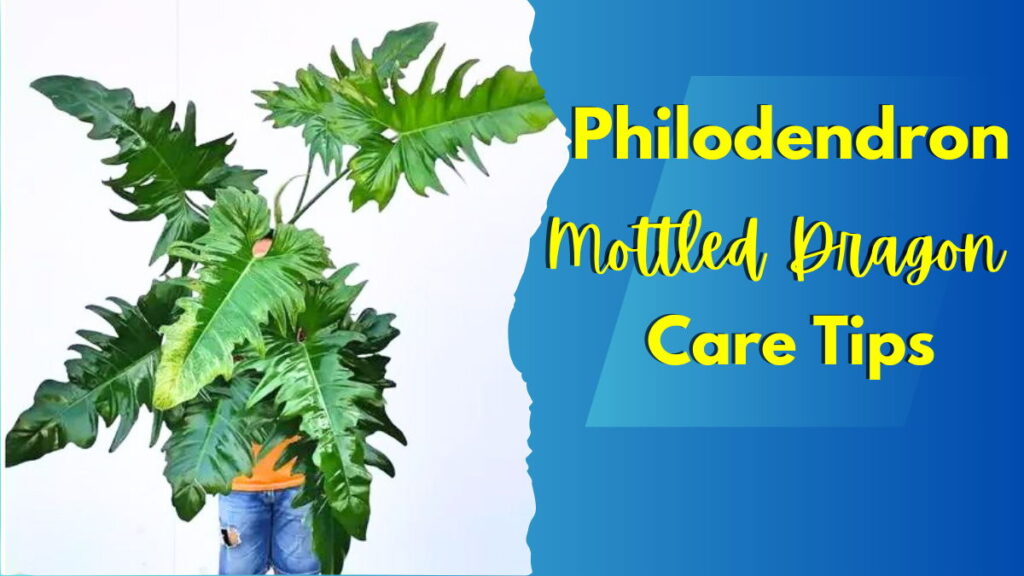 Feature Image ( Philodendron Mottled Dragon )