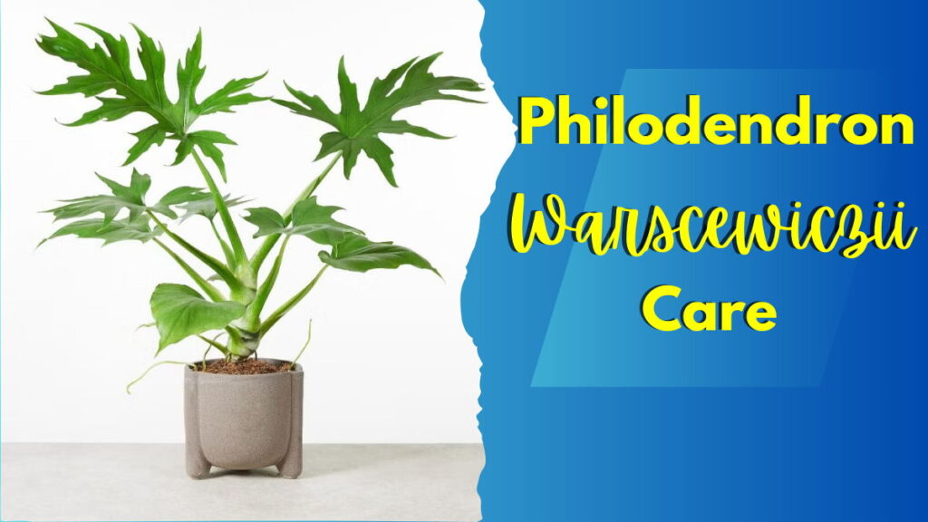 Feature Image ( Philodendron Warscewiczii )