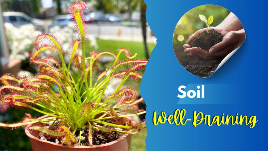 Octopus Plant Soil