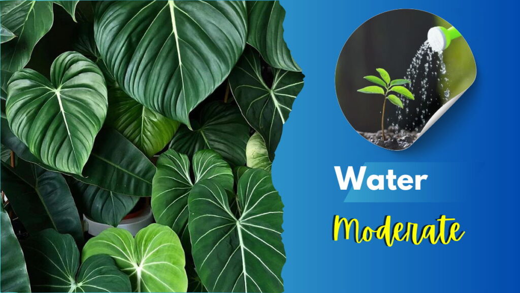 Philodendron gloriosum Water