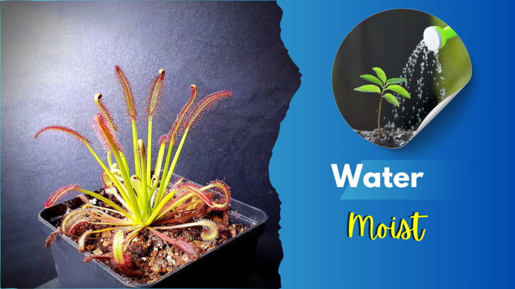 Octopus Plant Water