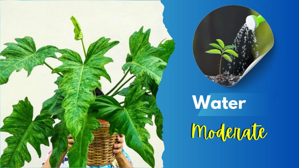 Philodendron Mottled Dragon ( Water )