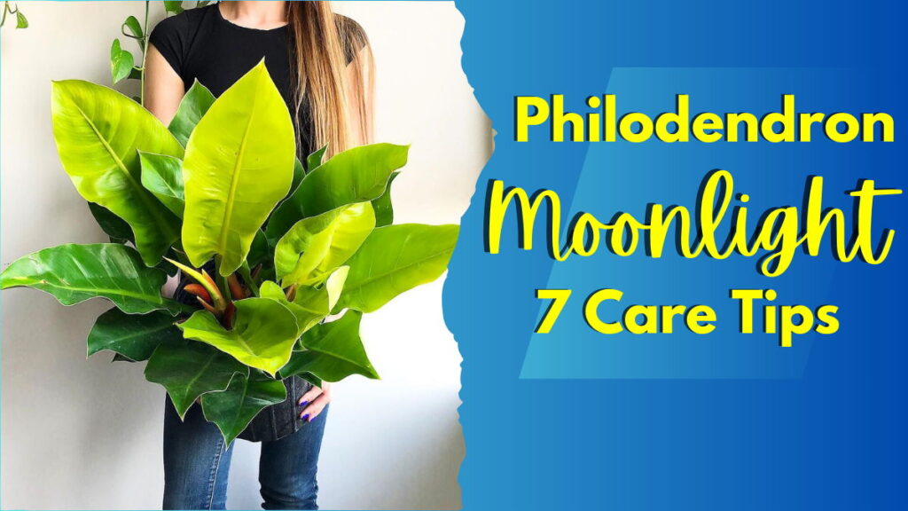 Philodendron Moonlight