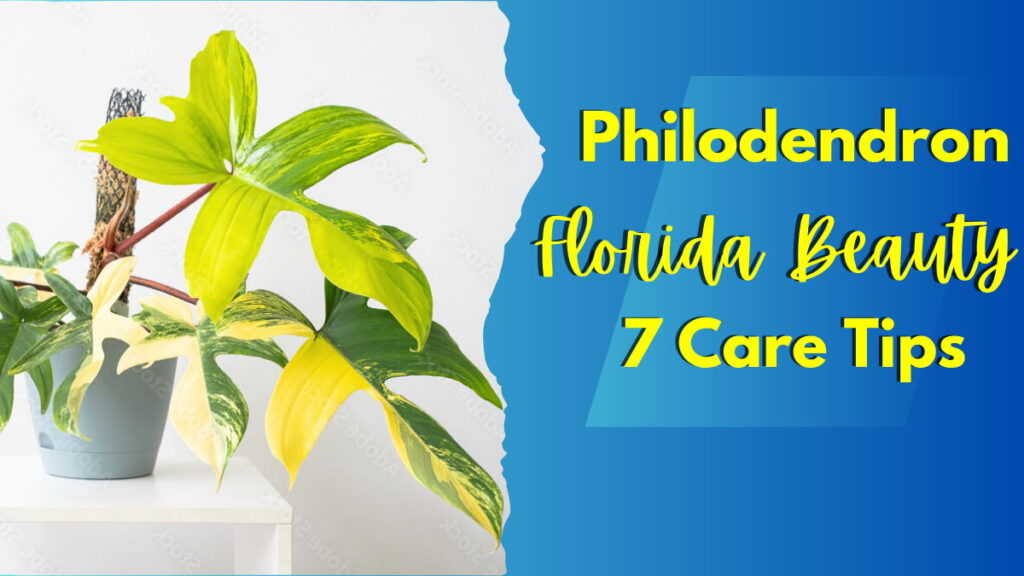 Philodendron Florida Beauty