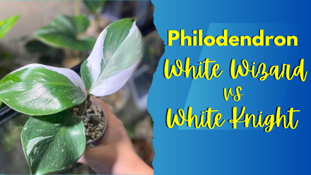 Philodendron White Wizard vs White Knight