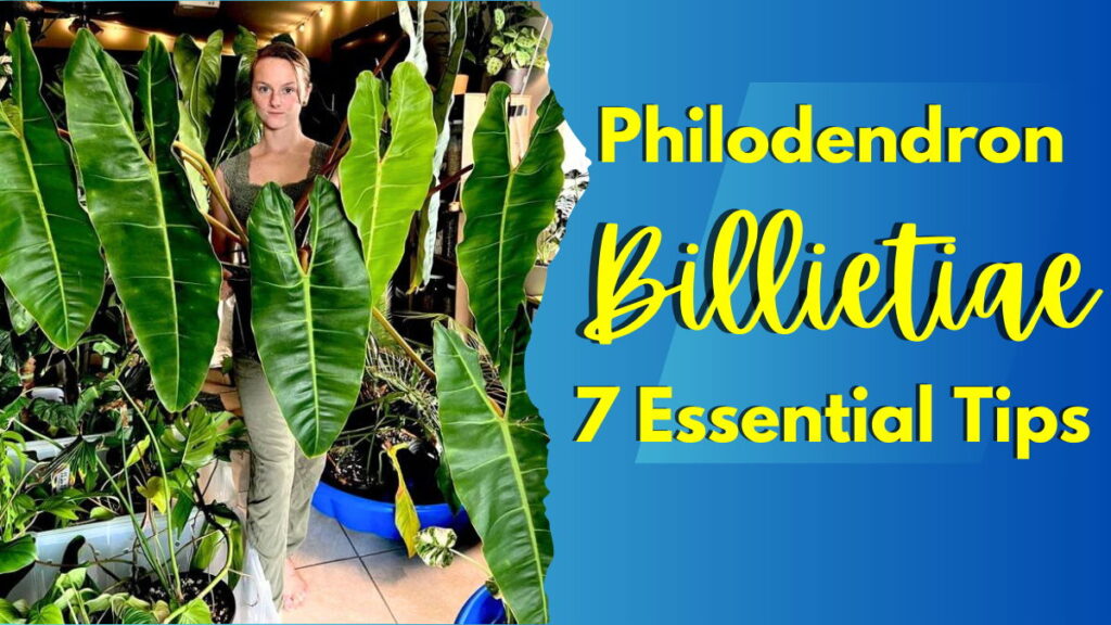 Philodendron Billietiae Care