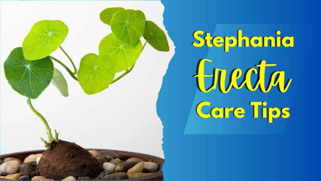 Stephania Erecta Care