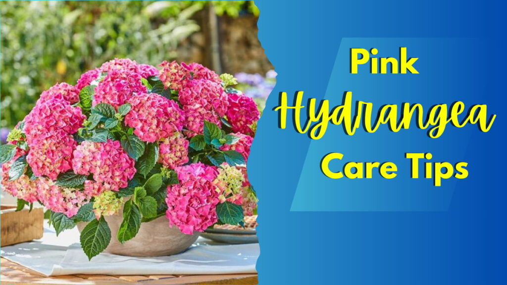 Pink Hydrangea