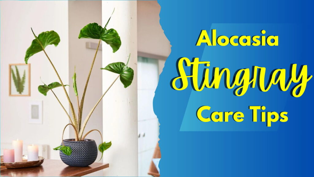 Alocasia Stingray Care