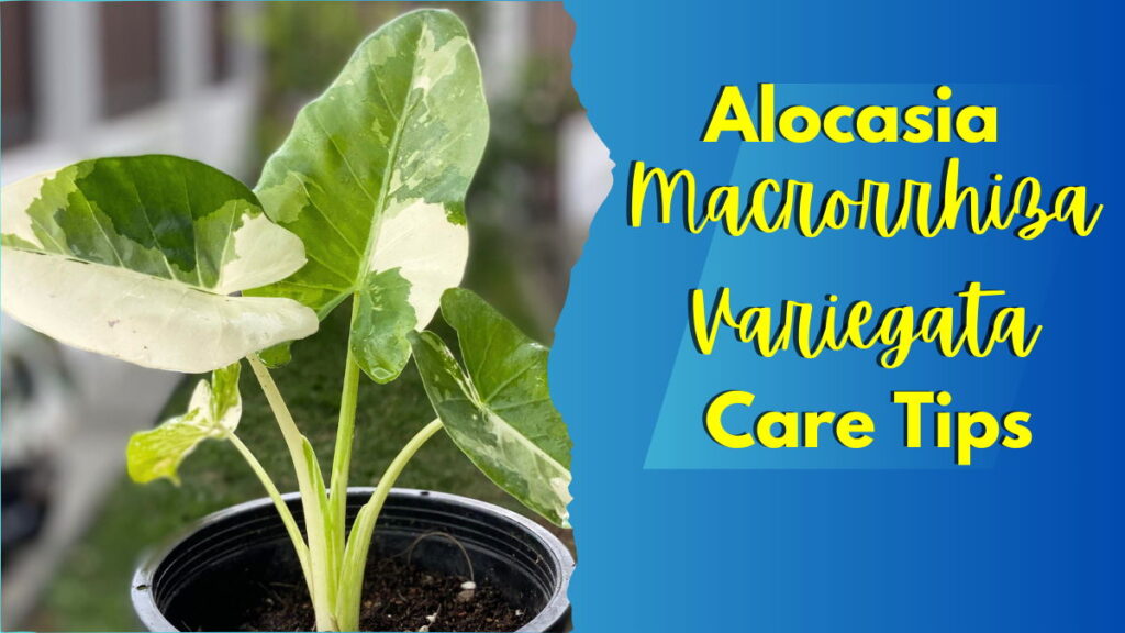 Alocasia Macrorrhiza Variegata