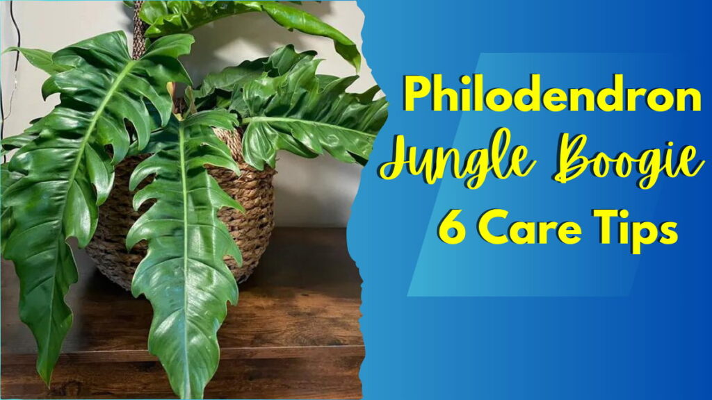 Philodendron Jungle Boogie