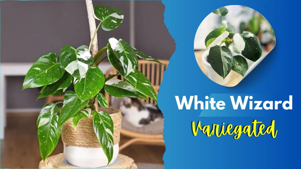 Philodendron White Wizard vs White Knight