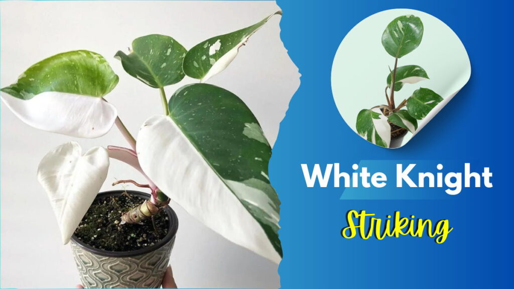 Philodendron White Wizard vs White Knight